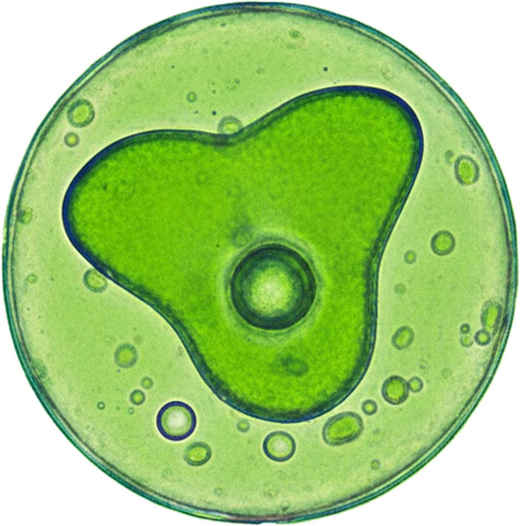 Antioxidants & Cellular Health being mixed in a drink